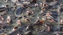 Fishmeal Replacer cct 2.5%